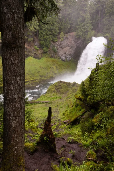 Sahalie 滝マッケンジー川国立レクリエーション トレイル自然風景 — ストック写真