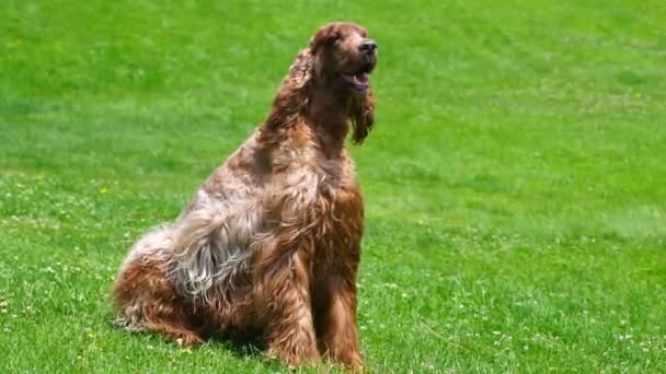 Bela irlandês Setter masculino canino animal doméstico cão sentado — Vídeo de Stock