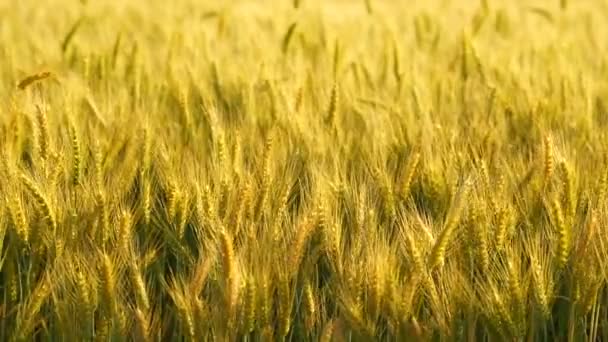 Golden Wheat Farm Crop Agricultural Staple Food Plant — Stock Video