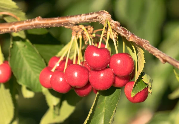 ファーム新鮮なチェリーの甘い果実つる桜の木ファーム農業 — ストック写真