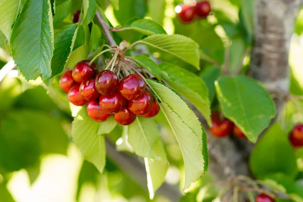 Farm Fresh Cherries Sweet Fruit Vine Cherry Tree Farm Agriculture — Stock Photo, Image