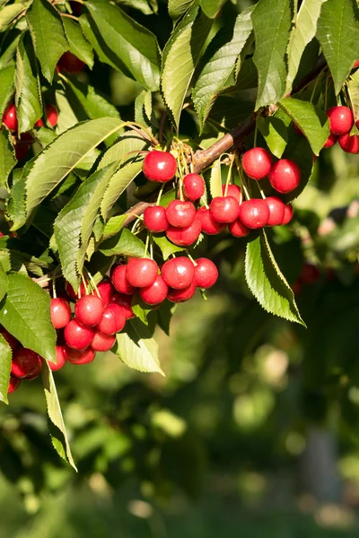 Gospodarstwa świeże wiśnie słodkich owoców winorośli Cherry Tree rolnicze rolnictwo — Zdjęcie stockowe