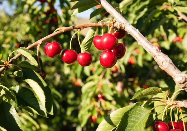 Granja Cerezas frescas Fruto dulce Viña Cerezo Granja Agricultura — Foto de Stock