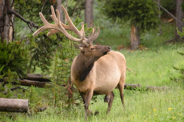 Grande Bull Elk Western Wildlife Parque Nacional de Yellowstone Chuva — Fotografia de Stock