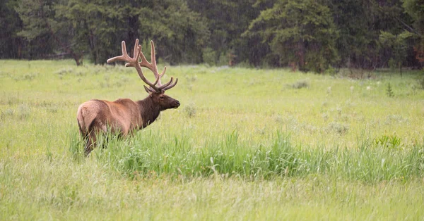 Grande Bull Elk Western Wildlife Parque Nacional de Yellowstone — Fotografia de Stock