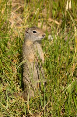 Çayır köpeği'ni çim Tetons Ulusal Elk Jackson Wyoming sığınma