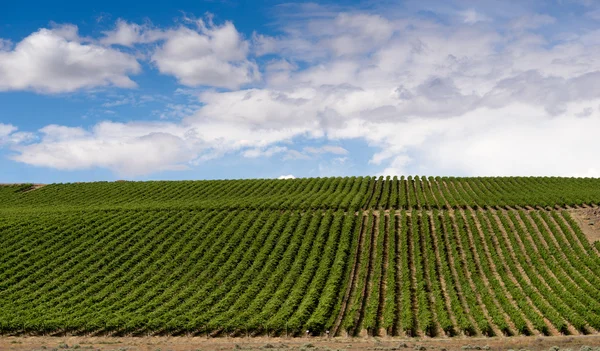 Columbia Fluss Schlucht Traubenplantage Obstplantage Landwirtschaft — Stockfoto