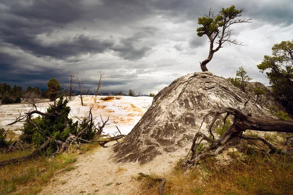 Terrasser Mammoth Hot Springs Yellowstone National Park — Stockfoto