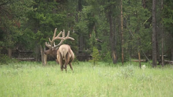 Grande Bull Elk Western Wildlife Parque Nacional de Yellowstone Chuva — Vídeo de Stock