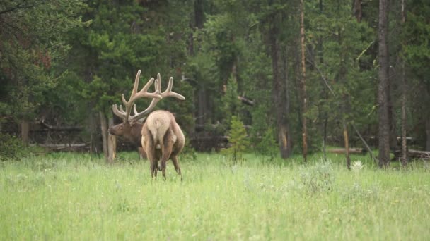 Grand wapiti Faune de l'Ouest Parc national Yellowstone Pluie — Video