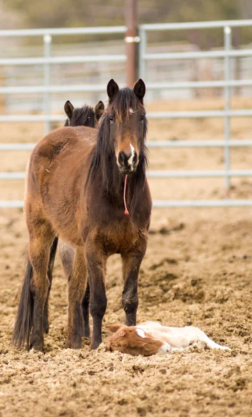 Mãe de cavalo fica sobre Colt Cansado Filhote de potro — Fotografia de Stock