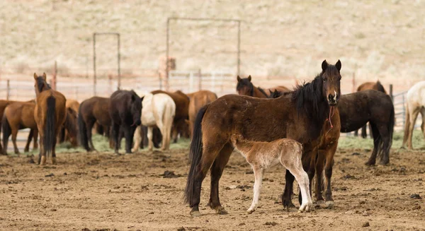 Wild Horses Collected Oregon State Horse Pony Offspring — Stock Photo, Image