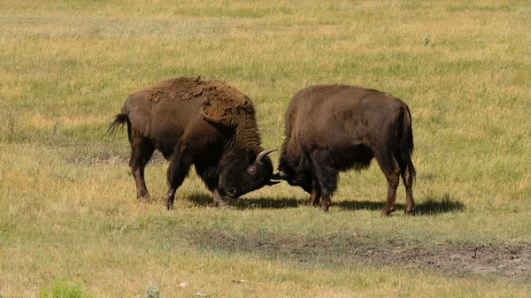 Divokých zvířat Buffalo Bull muži bojovat o území — Stock fotografie