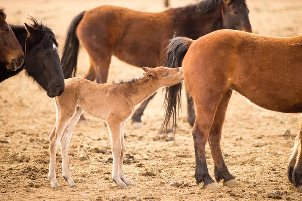 Дикі коні зібрані штату Орегон кінь поні лоша Yearling — стокове фото