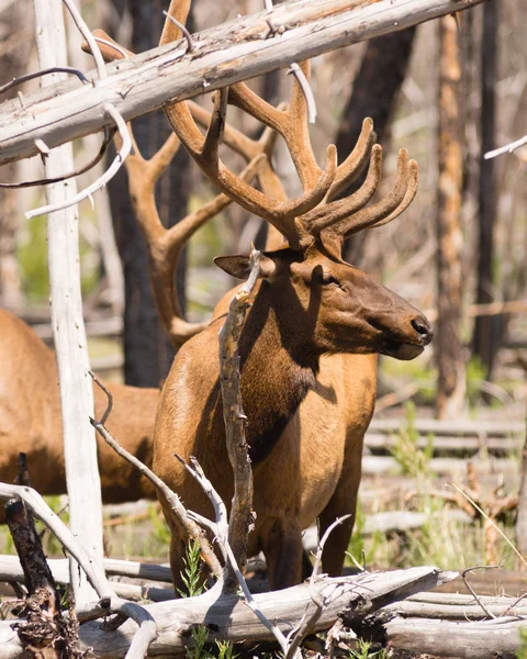 Grote Bull Elk Western Wildlife Yellowstone National Park — Stockfoto