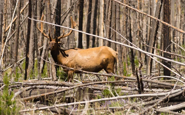 Stor tjur älg Western Wildlife Yellowstone National Park — Stockfoto