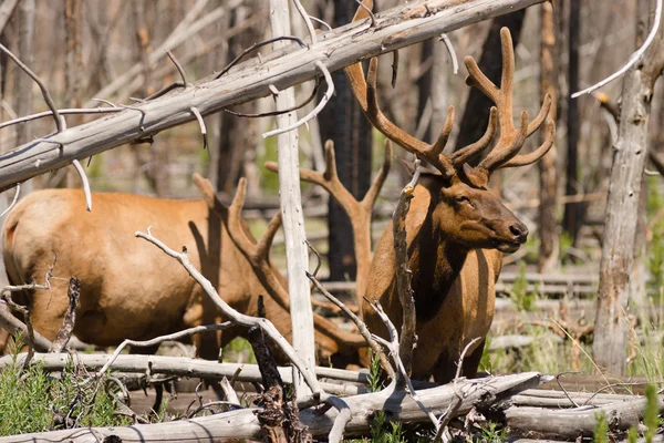 Grand wapiti Faune de l'Ouest Parc national Yellowstone — Photo