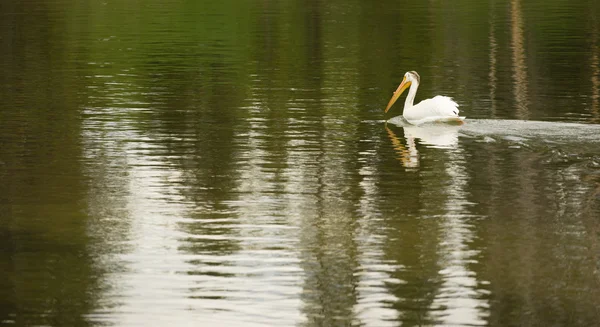 White Pelican Bird Swims Yellowstone Lake National Park Wild Animal — Stock Photo, Image