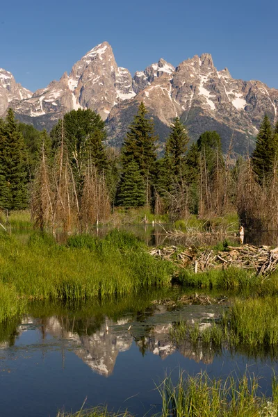 Smooth Water Beaver Dam Mountains Grand Teton National Park