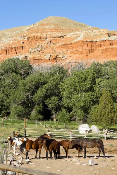 Cavalos Encurralados Wyoming Badlands Rancho Pecuária Animais — Fotografia de Stock