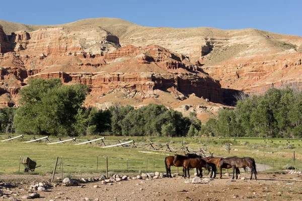 Corraled hästar Wyoming Badlands Ranch avelsdjur — Stockfoto