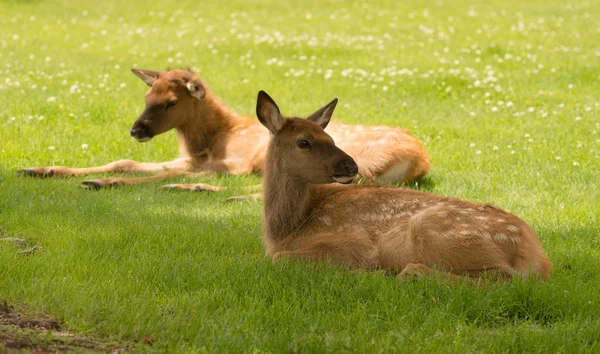 Nouveau-né wapiti faon veau année sauvage faune — Photo