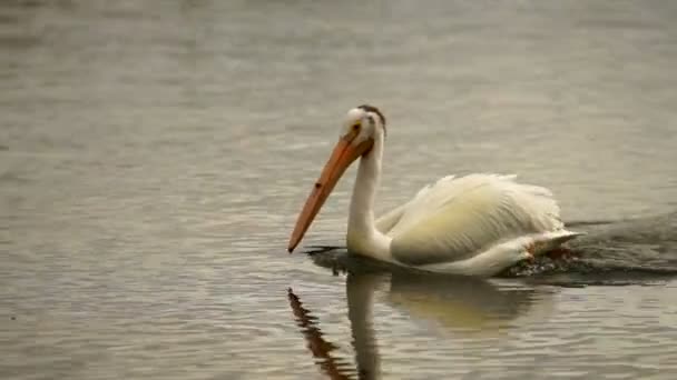 Білий Дикий Пелікан птах Yellowstone річки тваринного світу — стокове відео