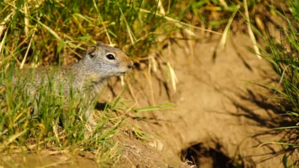 Chien de prairie près de Den Tetons National Elk Refuge Jackson Wyoming 