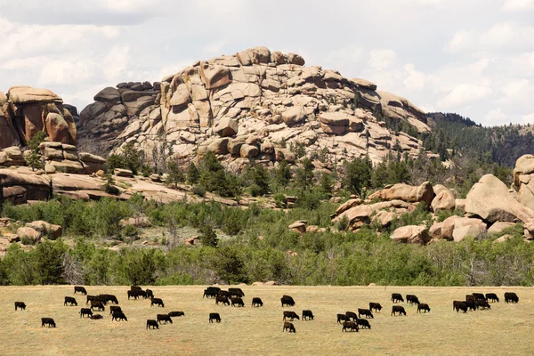 Wyoming Cattle Ranch Livestock Cows Beef Farm Rock Butte — Stock Photo, Image