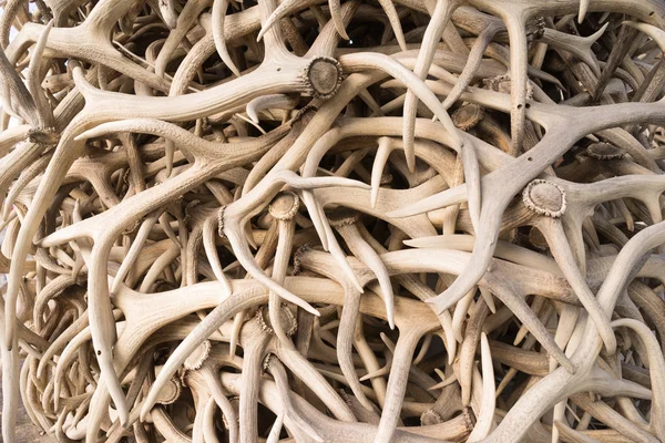 Ivory Pile Elk Antlers Animal Horns Art Installation — Stock Photo, Image