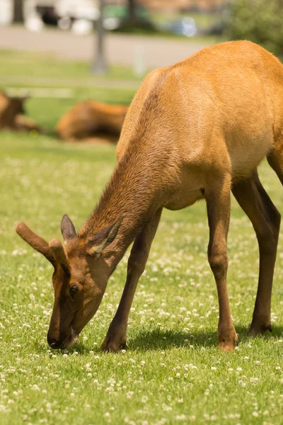 年轻的公牛麋鹿西部野生动物黄石国家公园 — 图库照片