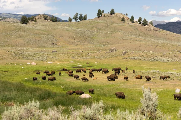 Animal selvagem búfalo Bison rebanho Parque Nacional de Yellowstone — Fotografia de Stock