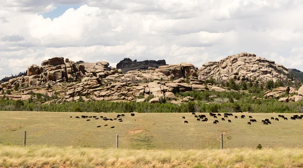 Wyoming Cattle Ranch Livestock Cows Beef Farm Rock Butte — Stock Photo, Image