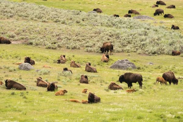 Buffalo Bison stádo Yellowstonského národního parku divoké zvíře — Stock fotografie