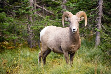 Sağlıklı erkek Bighorn koyun vahşi hayvan Montana yaban hayatı
