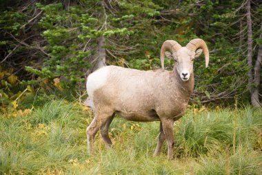 Sağlıklı erkek Ram Bighorn koyun vahşi hayvan Montana yaban hayatı