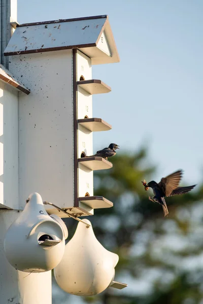 Birthing Feeding All Day Long Communal Bird House — Stock Photo, Image