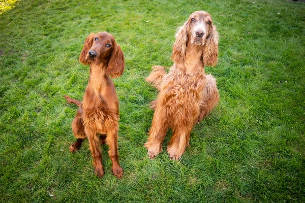 Deux Chiens Race Setter Irlandais Tiennent Dans Herbe Verte — Photo