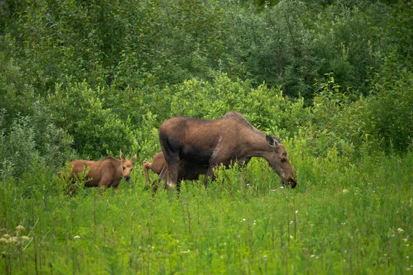 Elchkälber Folgen Mama Auf Der Weide Das Süße Gras Finden — Stockfoto