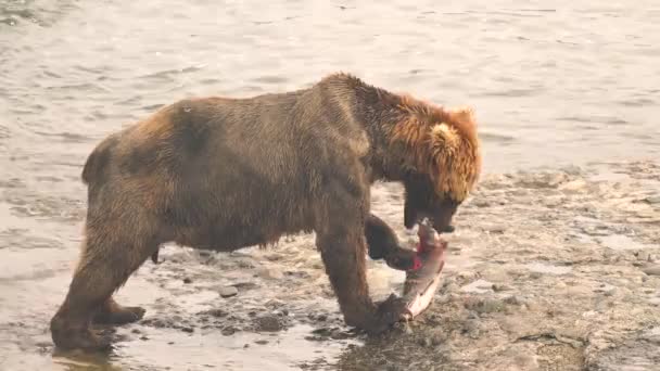 Egy Medve Sikeresen Kifogott Egy Chum Lazacot Mcneil Folyónál — Stock videók
