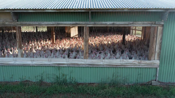 Turkey Farming Operation Long Holding Pen Barn — Stock Photo, Image