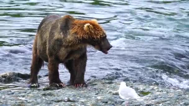 Urso Pesca Com Sucesso Pegando Salmão Chum Rio Mcneil — Vídeo de Stock