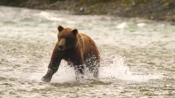 Grande Orso Grizzly Pesca Noi Mentre Seduto Piccolo Sputo Nel — Video Stock