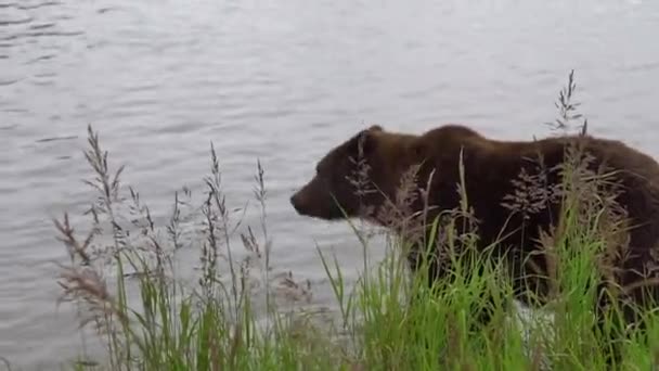 在阿拉斯加州的麦克尼尔河里 一只阿拉斯加灰熊走近并非常接近我 — 图库视频影像