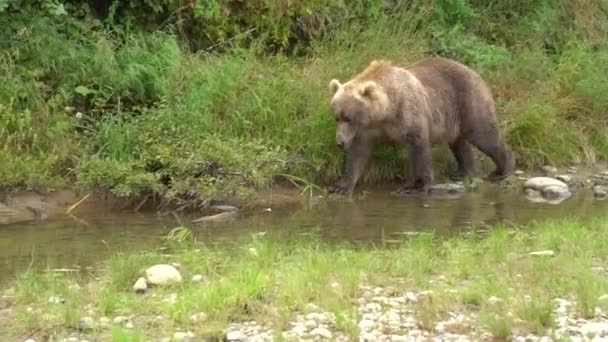 Een Grote Grizzly Beer Passeert Ons Zittend Een Speeksel Mcneil — Stockvideo