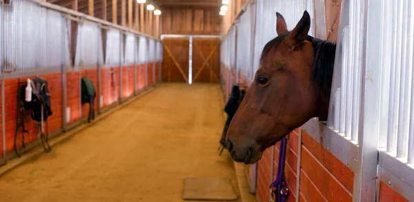 Hästen sticker huvudet ut stall paddock — Stockfoto