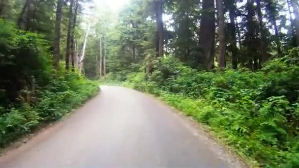 Langzaam cruise in dicht beboste bos op onverharde weg — Stockvideo