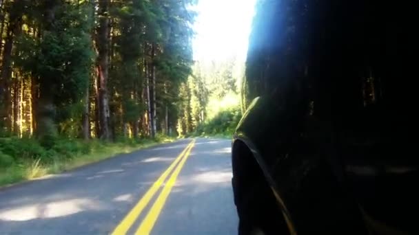 Paese boscoso Strada asfaltata attraverso la vecchia foresta pluviale di crescita — Video Stock