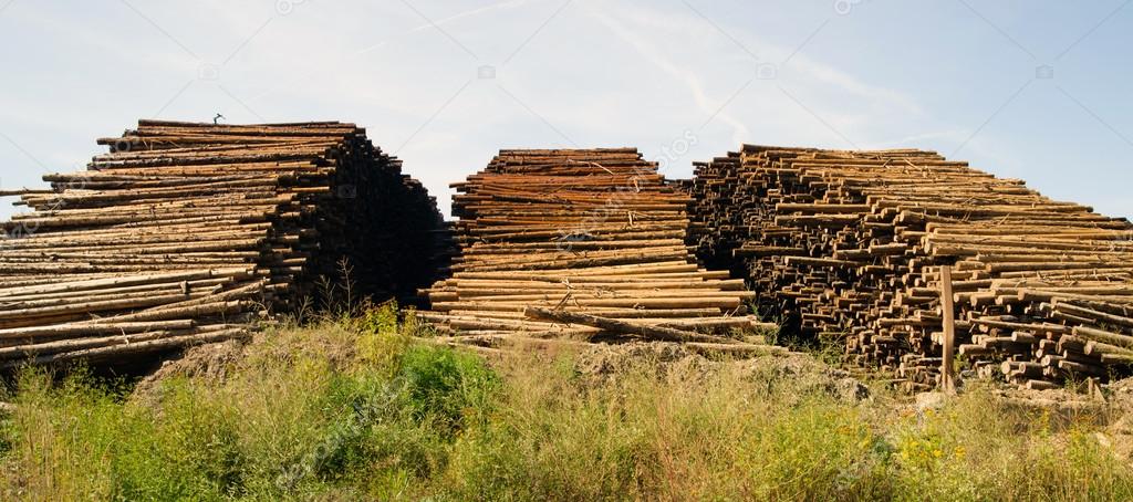 Large Timber Wood Log Lumber Processing Plant Logging Industry
