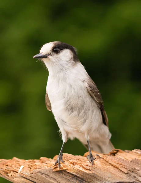 Grå Jay Whiskey Jack fågelskådning djur Wildlife — Stockfoto